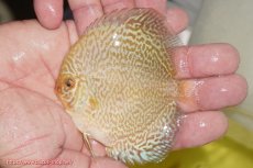 画像2: 【ディスカス】【通販】ブルーパールサクラ（ハイフォーム）1匹【サンプル画像】8-9cm（生体）マレーシア　NAディスカスファーム (2)