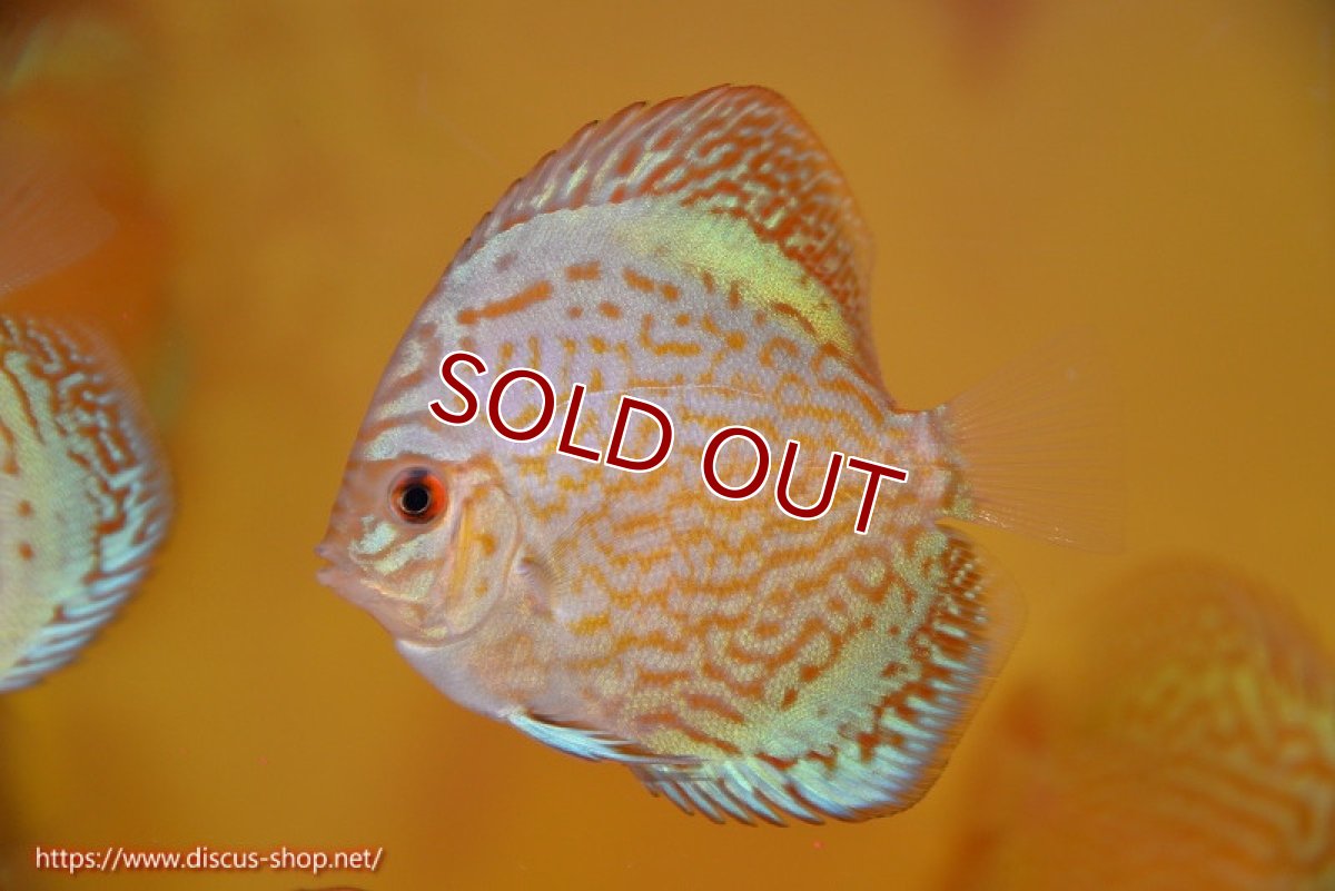 画像1: 【10%OFF対象商品30周年セール】【ディスカス】【通販】ジャイアントブルーフローラ（ハイフォーム）3匹【サンプル画像】5-6cm（生体）マレーシア　NAディスカスファーム (1)