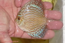 画像1: 【ディスカス】【通販】ジャイアントブルーフローラ（ハイフォーム）3匹【サンプル画像】5-6cm（生体）マレーシア　NAディスカスファーム (1)