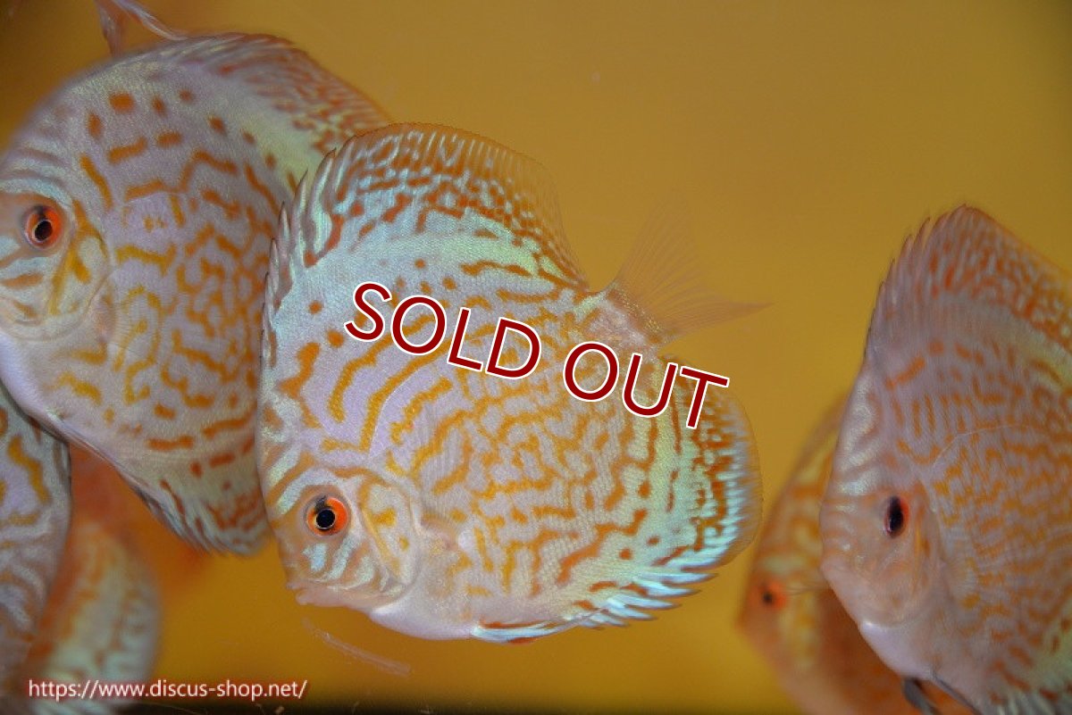 画像2: 【10%OFF対象商品30周年セール】【ディスカス】【通販】ジャイアントブルーフローラ（ハイフォーム）3匹【サンプル画像】5-6cm（生体）マレーシア　NAディスカスファーム (2)