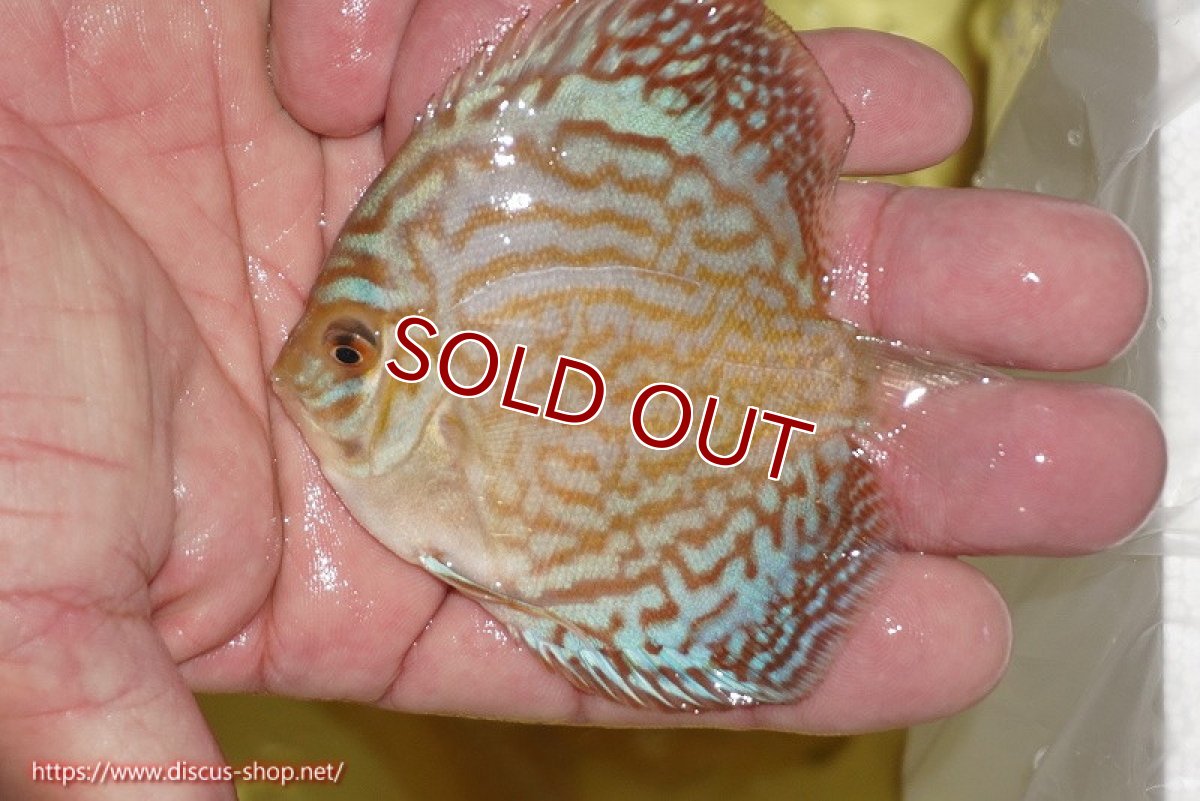 画像3: 【10%OFF対象商品30周年セール】【ディスカス】【通販】ジャイアントブルーフローラ（ハイフォーム）3匹【サンプル画像】5-6cm（生体）マレーシア　NAディスカスファーム (3)