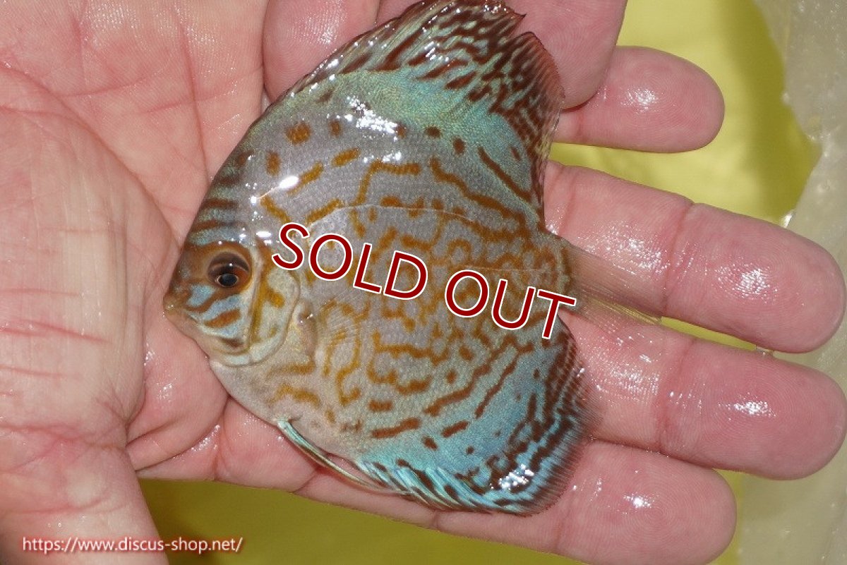 画像4: 【10%OFF対象商品30周年セール】【ディスカス】【通販】ジャイアントブルーフローラ（ハイフォーム）3匹【サンプル画像】5-6cm（生体）マレーシア　NAディスカスファーム (4)