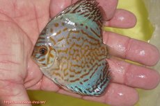 画像4: 【ディスカス】【通販】ジャイアントブルーフローラ（ハイフォーム）5匹【サンプル画像】5-6cm（生体）マレーシア　NAディスカスファーム (4)