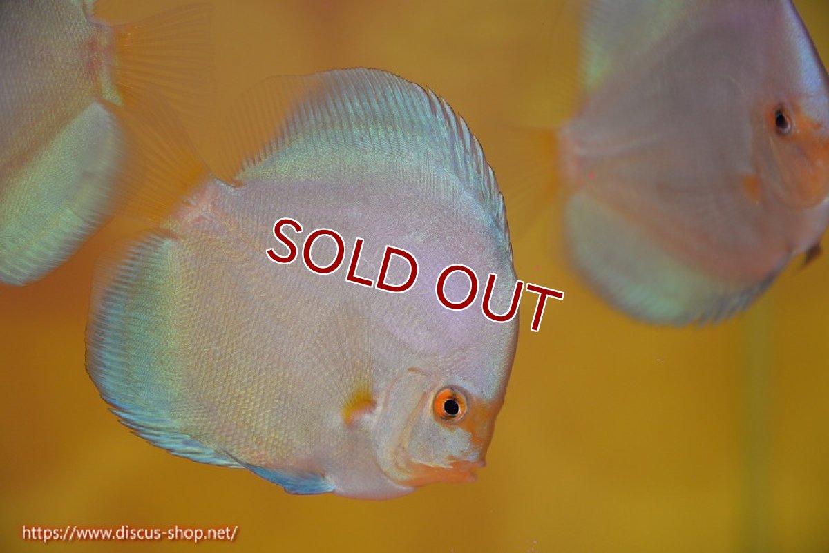 画像1: 【ディスカス】【通販】スーパーブルーダイヤモンド（ハイフォーム）3匹【サンプル画像】7-8cm（生体）マレーシア　NAディスカスファーム (1)