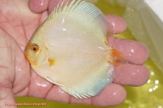 画像1: 【ディスカス】【通販】スーパーブルーダイヤモンド（ハイフォーム）3匹【サンプル画像】7-8cm（生体）マレーシア　NAディスカスファーム (1)