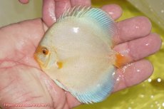 画像2: 【ディスカス】【通販】スーパーブルーダイヤモンド（ハイフォーム）3匹【サンプル画像】7-8cm（生体）マレーシア　NAディスカスファーム (2)