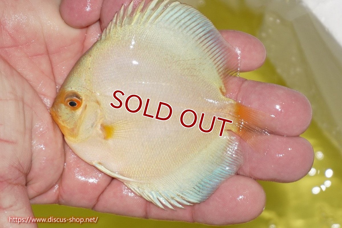 画像2: 【ディスカス】【通販】スーパーブルーダイヤモンド（ハイフォーム）5匹【サンプル画像】7-8cm（生体）マレーシア　NAディスカスファーム (2)