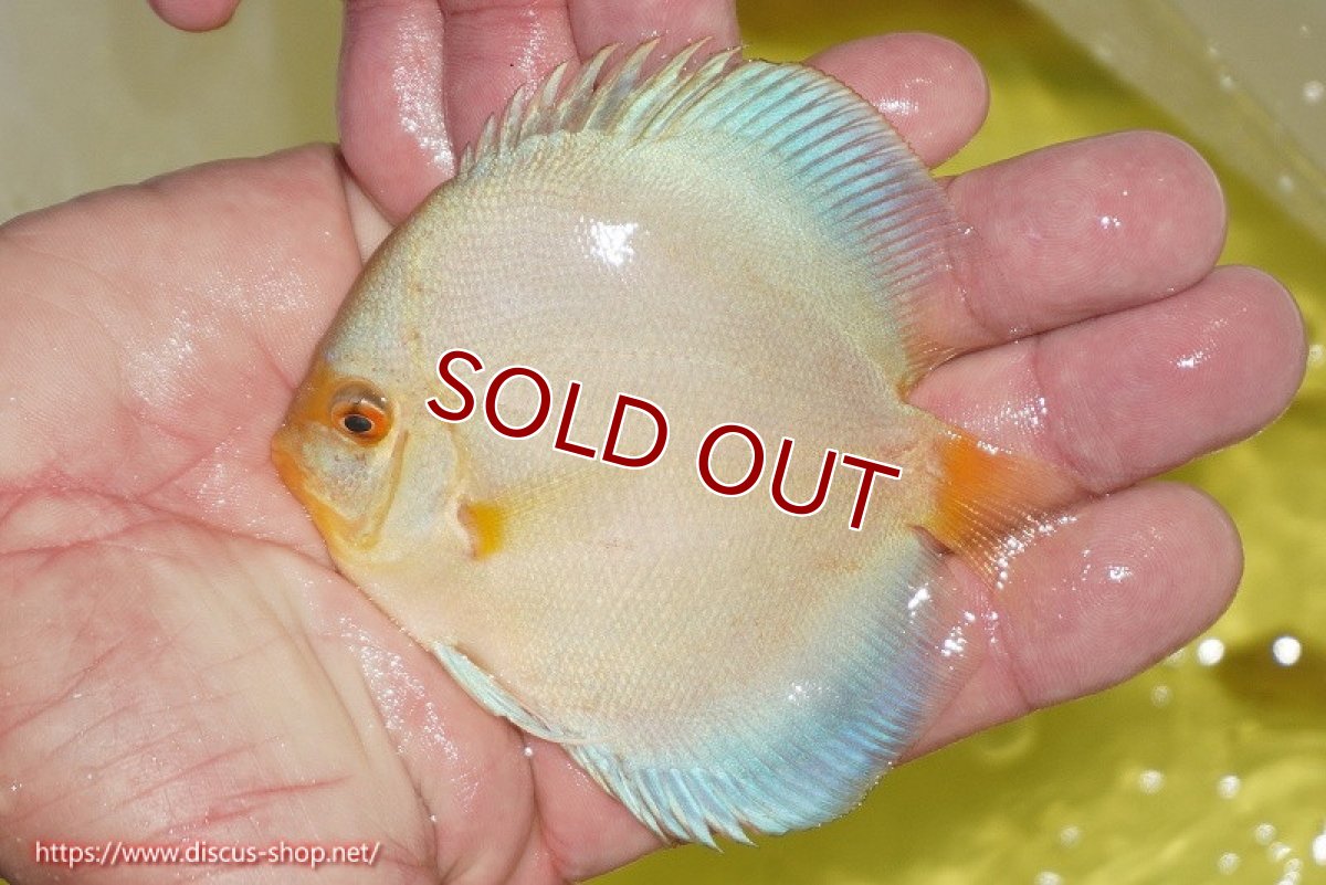 画像3: 【ディスカス】【通販】スーパーブルーダイヤモンド（ハイフォーム）5匹【サンプル画像】7-8cm（生体）マレーシア　NAディスカスファーム (3)