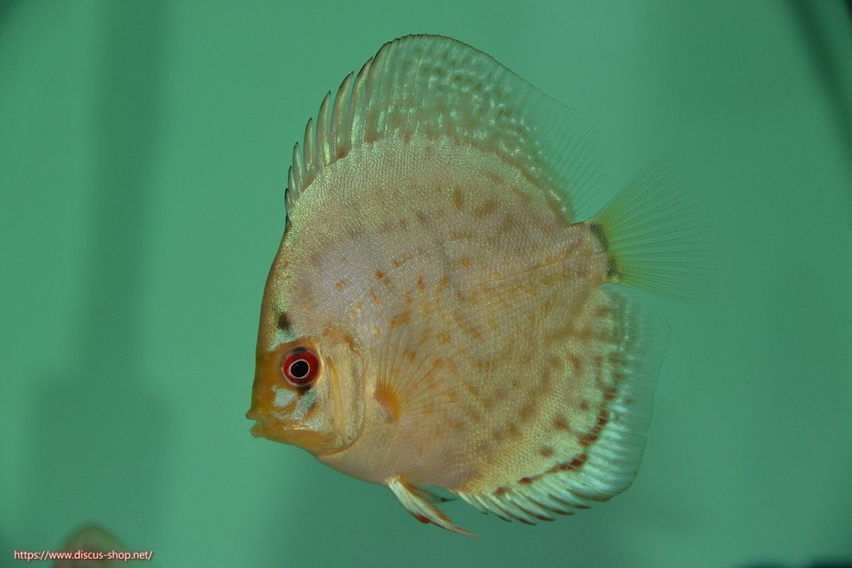 画像3: 【決算セール クーポンご利用で更に10％OFF対象商品】【ディスカス】【通販】【入門用にオススメ】スーパーブリリアント3匹【サンプル画像】8-9cm（生体） (3)