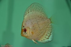 画像3: 【決算セール クーポンご利用で更に10％OFF対象商品】【ディスカス】【通販】【入門用にオススメ】スーパーブリリアント3匹【サンプル画像】8-9cm（生体） (3)