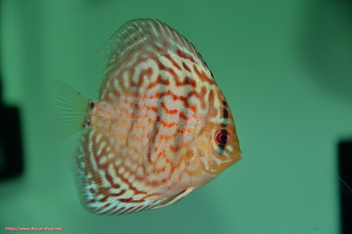 画像1: 【決算セール クーポンご利用で更に10％OFF対象商品】【ディスカス】【通販】【入門用にオススメ】スーパーブリリアント5匹【サンプル画像】8-9cm（生体） (1)