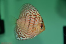 画像1: 【決算セール クーポンご利用で更に10％OFF対象商品】【ディスカス】【通販】【入門用にオススメ】スーパーブリリアント5匹【サンプル画像】8-9cm（生体） (1)