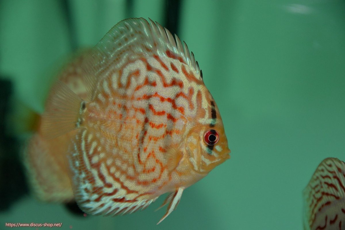 画像2: 【決算セール クーポンご利用で更に10％OFF対象商品】【ディスカス】【通販】【入門用にオススメ】スーパーブリリアント5匹【サンプル画像】8-9cm（生体） (2)