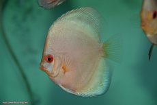 画像2: 【決算セール クーポンご利用で更に10％OFF対象商品】【ディスカス】【通販】【入門用にオススメ】ハイボディスーパーブルーダイヤモンド3匹【サンプル画像】8-9cm（生体） (2)