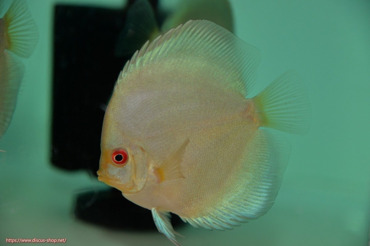 画像1: 【決算セール クーポンご利用で更に10％OFF対象商品】【ディスカス】【通販】【入門用にオススメ】ハイボディスーパーブルーダイヤモンド5匹【サンプル画像】8-9cm（生体） (1)