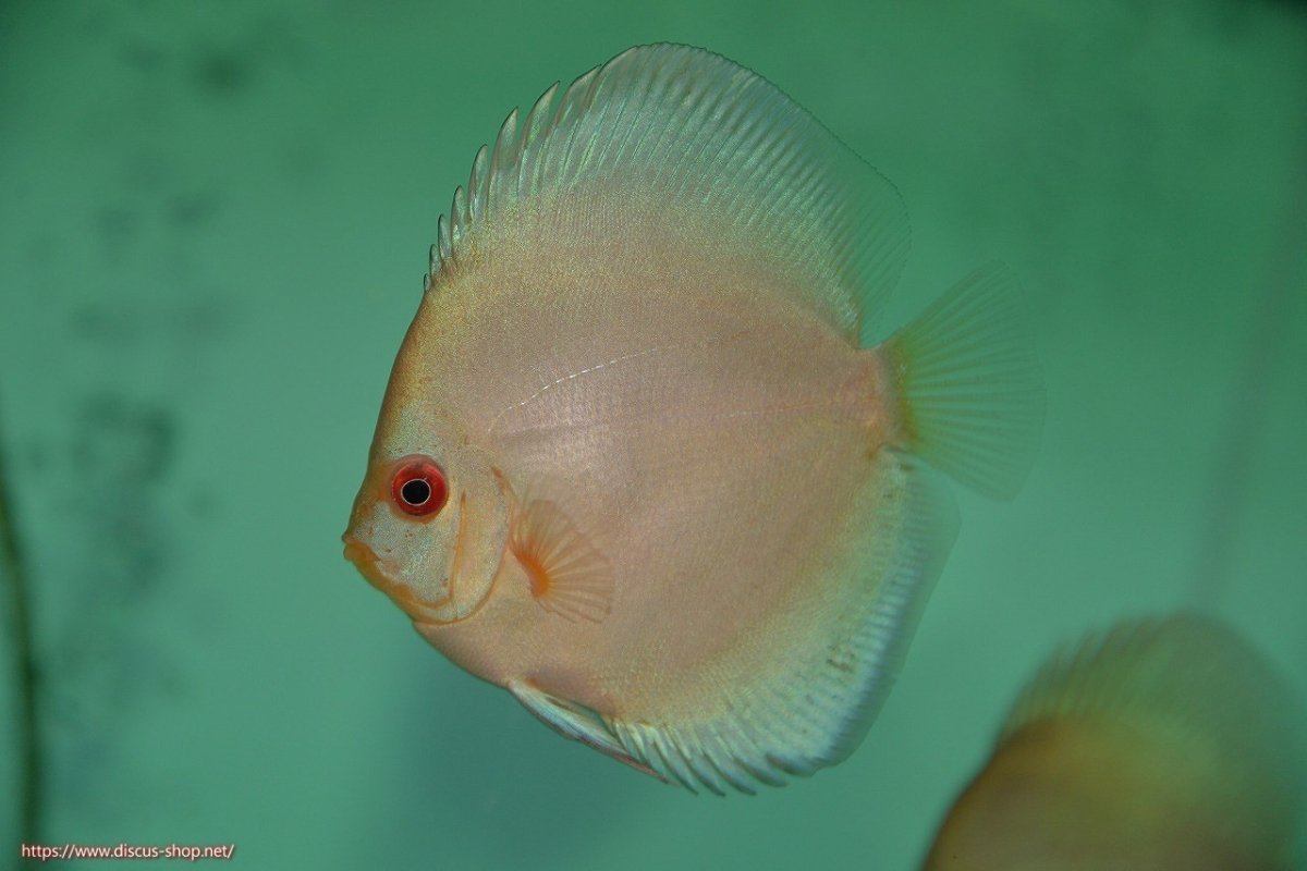 画像3: 【決算セール クーポンご利用で更に10％OFF対象商品】【ディスカス】【通販】【入門用にオススメ】ハイボディスーパーブルーダイヤモンド5匹【サンプル画像】8-9cm（生体） (3)