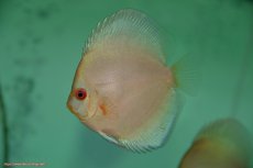 画像3: 【決算セール クーポンご利用で更に10％OFF対象商品】【ディスカス】【通販】【入門用にオススメ】ハイボディスーパーブルーダイヤモンド5匹【サンプル画像】8-9cm（生体） (3)