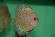 画像3: 【決算セール クーポンご利用で更に10％OFF対象商品】【ディスカス】【通販】【入門用にオススメ】ブルースコーピオンスポットタイプ1匹【サンプル画像】8-9cm（生体） (3)