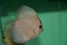 画像1: 【決算セール クーポンご利用で更に10％OFF対象商品】【ディスカス】【通販】【入門用にオススメ】ブルースコーピオンスポットタイプ3匹【サンプル画像】8-9cm（生体） (1)