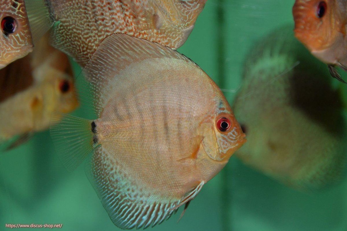 画像2: 【決算セール クーポンご利用で更に10％OFF対象商品】【ディスカス】【通販】【入門用にオススメ】ブルースコーピオンスポットタイプ5匹【サンプル画像】8-9cm（生体） (2)