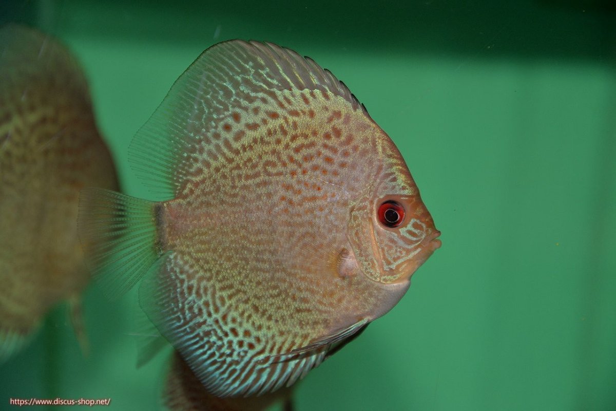 画像3: 【決算セール クーポンご利用で更に10％OFF対象商品】【ディスカス】【通販】【入門用にオススメ】ブルースコーピオンスポットタイプ5匹【サンプル画像】8-9cm（生体） (3)