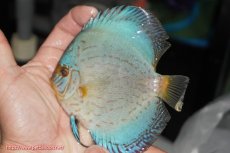 画像2: 【決算セール クーポンご利用で更に10％OFF対象商品】【ディスカス】【通販】リフレクションDコバルト（ハイフォーム）1匹【サンプル画像】12cm（生体）マレーシア　NAディスカスファーム (2)