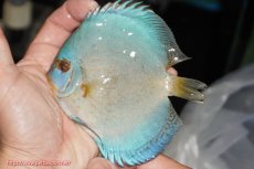 画像1: 【決算セール クーポンご利用で更に10％OFF対象商品】【ディスカス】【通販】リフレクションDコバルト（ハイフォーム）3匹【サンプル画像】12cm（生体）マレーシア　NAディスカスファーム (1)