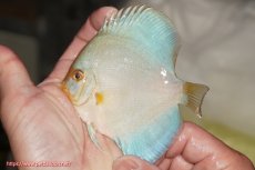 画像1: 【決算セール クーポンご利用で更に10％OFF対象商品】【ディスカス】【通販】スーパーブルーダイヤモンド（ハイフォーム）1匹【サンプル画像】10cm（生体）マレーシア　NAディスカスファーム (1)