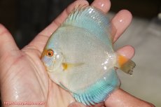 画像2: 【決算セール クーポンご利用で更に10％OFF対象商品】【ディスカス】【通販】スーパーブルーダイヤモンド（ハイフォーム）1匹【サンプル画像】10cm（生体）マレーシア　NAディスカスファーム (2)