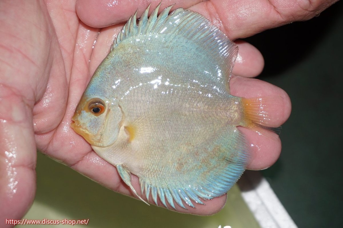 画像6: 【サマーセール クーポンご利用で更に10％OFF対象商品】【ディスカス】【通販】スーパーブルーダイヤモンド（ハイフォーム）1匹【サンプル画像】8-9cm（生体）マレーシア　NAディスカスファーム (6)