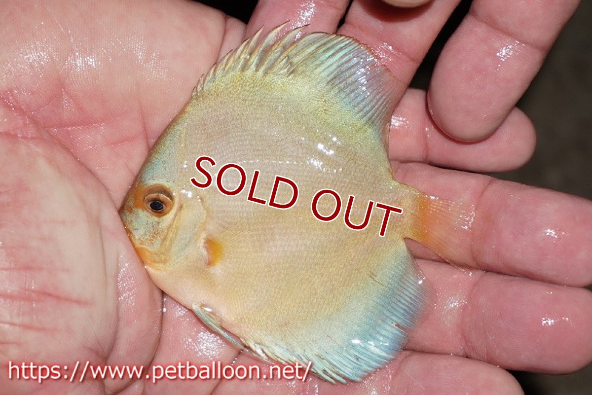 画像3: 【ディスカス】【通販】スーパーブルーダイヤモンド（ハイフォーム）5匹【サンプル画像】7-8cm（生体）マレーシア　NAディスカスファーム (3)