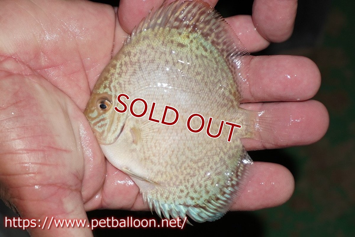 画像4: 【ディスカス】【通販】スポッテッドロイヤルブルーサクラ ハイフォーム（ニューストレイン）1匹【サンプル画像】9-10ｃｍ（生体）マレーシア　NAディスカスファーム (4)