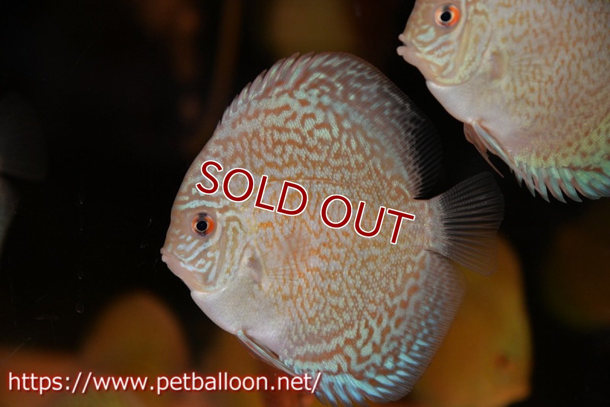 画像2: 【ディスカス】【通販】スポッテッドロイヤルブルーサクラ ハイフォーム（ニューストレイン）3匹【サンプル画像】9-10ｃｍ（生体）マレーシア　NAディスカスファーム (2)