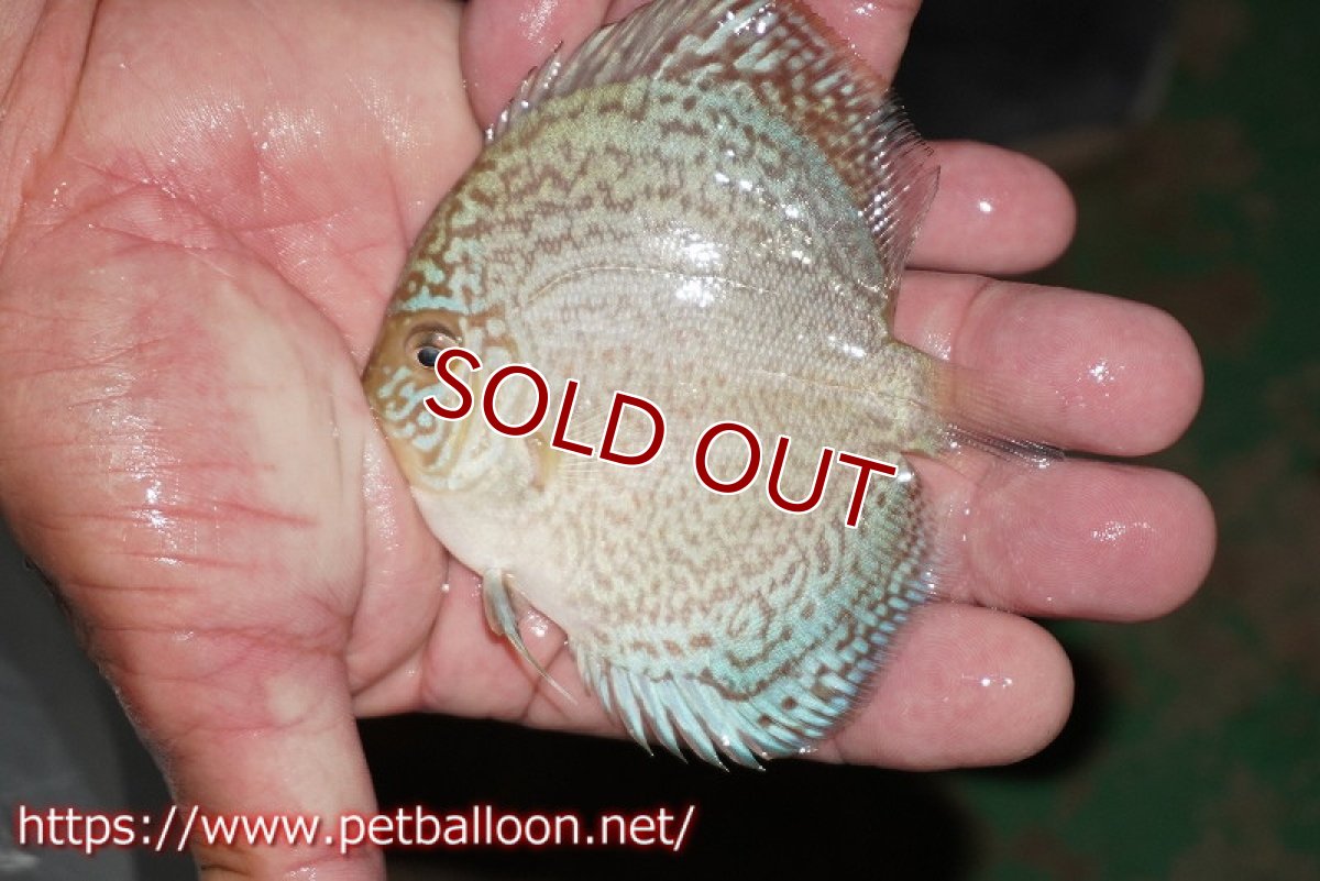画像5: 【ディスカス】【通販】スポッテッドロイヤルブルーサクラ ハイフォーム（ニューストレイン）5匹【サンプル画像】9-10ｃｍ（生体）マレーシア　NAディスカスファーム (5)