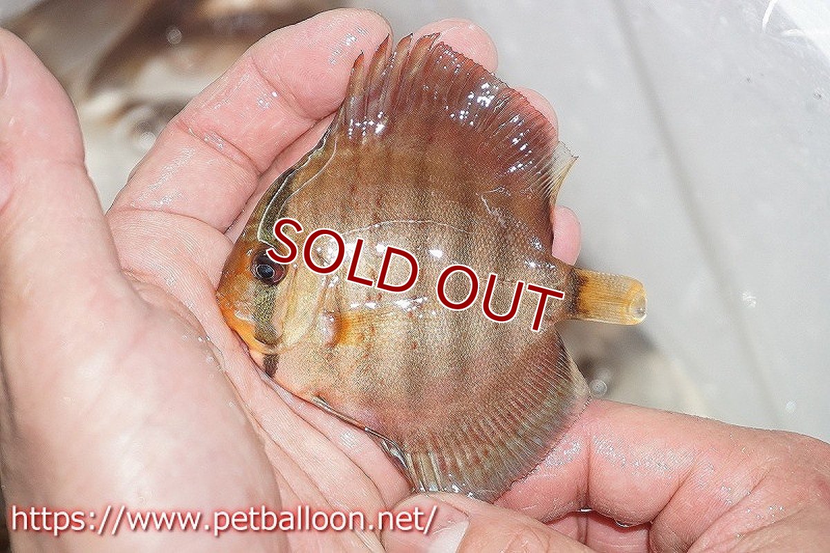 画像2: 【ディスカス】フレームオブフォレストクロスロイヤルグリーン【１匹】【サンプル画像販売】7-8cm（生体）ペナン　ブリーダーTAN CHEE LOK (2)