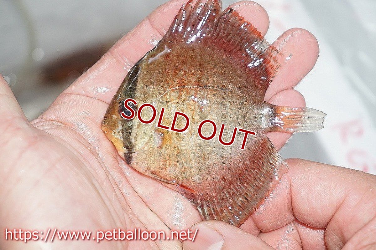 画像3: 【ディスカス】フレームオブフォレストクロスロイヤルグリーン【３匹】【サンプル画像販売】7-8cm（生体）ペナン　ブリーダーTAN CHEE LOK (3)