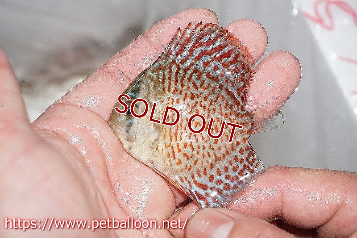 画像2: 【ディスカス】レッドスポッテッドグリーン【３匹】【サンプル画像】5-6cm（生体）ペナン　ブリーダーTAN CHEE LOK (2)