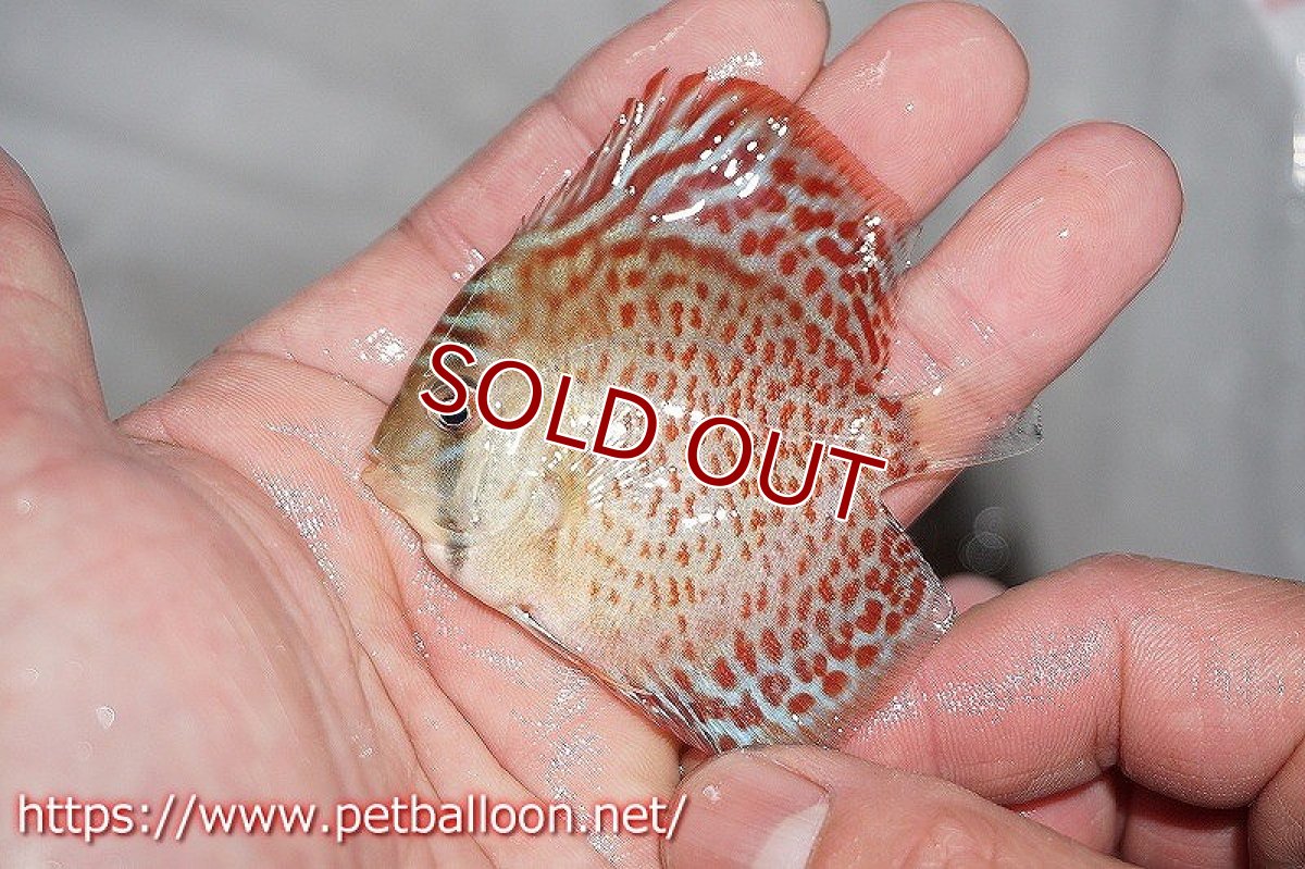 画像3: 【ディスカス】レッドスポッテッドグリーン【５匹】【サンプル画像】5-6cm（生体）ペナン　ブリーダーTAN CHEE LOK (3)