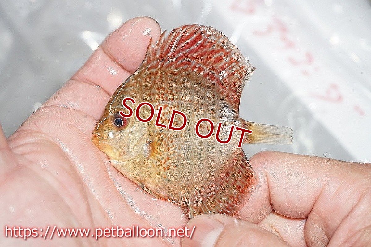 画像2: 【ディスカス】ブルーアナコンダ【１匹】【サンプル画像】5-6cm（生体）ペナン　ブリーダーTAN CHEE LOK (2)