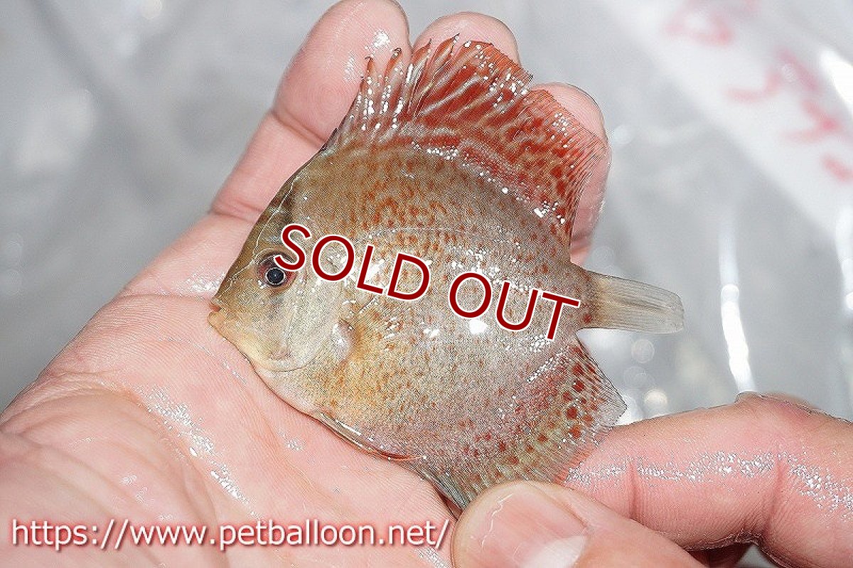 画像3: 【ディスカス】ブルーアナコンダ【３匹】【サンプル画像】5-6cm（生体）ペナン　ブリーダーTAN CHEE LOK (3)