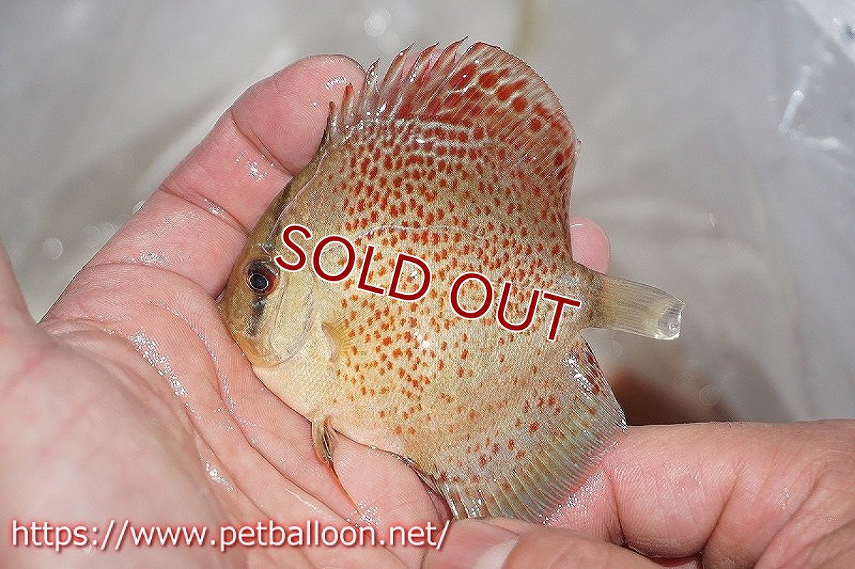 画像2: 【ディスカス】オリエンタルドリーム【１匹】【サンプル画像販売】6-7cm（生体）ペナン　ブリーダーTAN CHEE LOK (2)