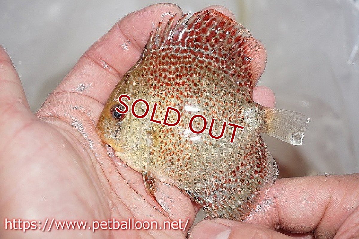 画像3: 【ディスカス】オリエンタルドリーム【３匹】【サンプル画像販売】6-7cm（生体）ペナン　ブリーダーTAN CHEE LOK (3)