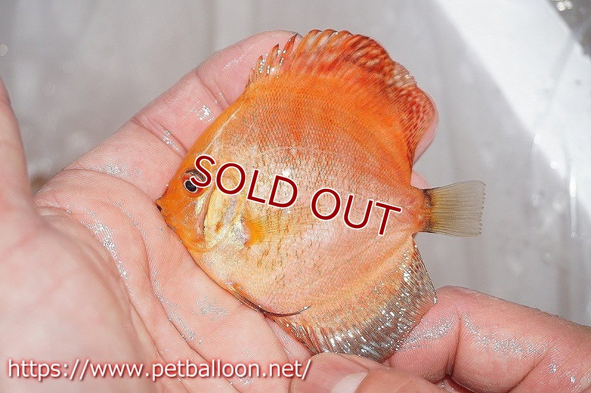 画像3: 【ディスカス】レッドマップスパンダ 【１匹】【サンプル画像】6-7cm（生体）ペナン　ブリーダーTAN CHEE LOK (3)