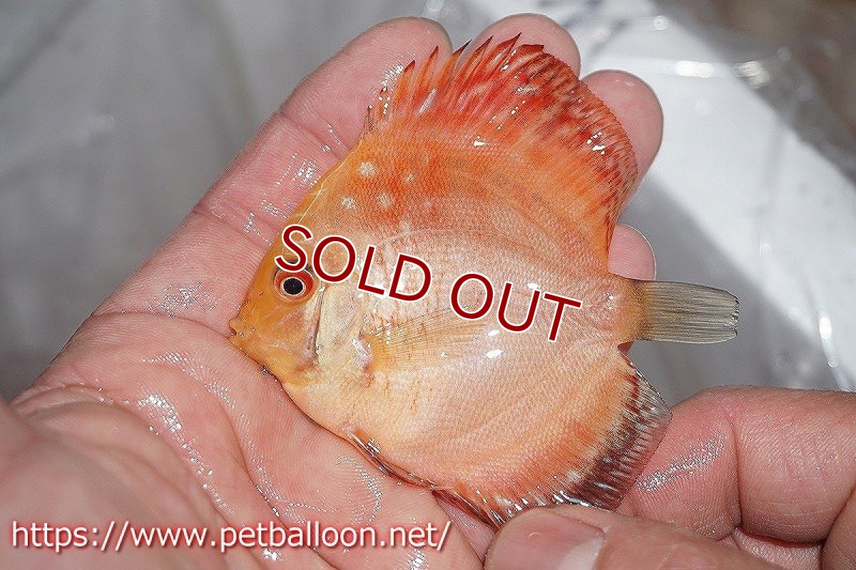 画像2: 【ディスカス】レッドマップスパンダ 【５匹】【サンプル画像】6-7cm（生体）ペナン　ブリーダーTAN CHEE LOK (2)