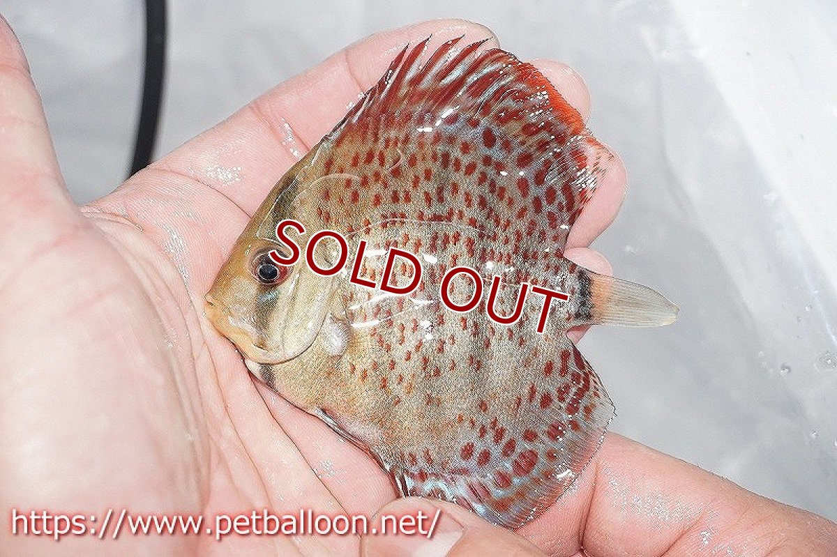 画像2: 【ディスカス】ロイヤルグリーンF4 【３匹】【サンプル画像販売】6-7cm（生体）ペナン　ブリーダーTAN CHEE LOK (2)