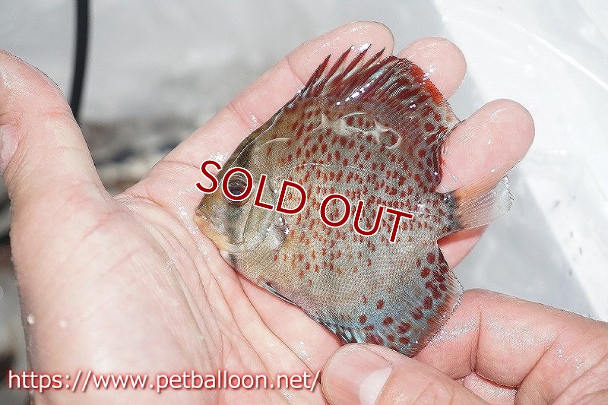 画像3: 【ディスカス】ロイヤルグリーンF4 【５匹】【サンプル画像販売】6-7cm（生体）ペナン　ブリーダーTAN CHEE LOK (3)