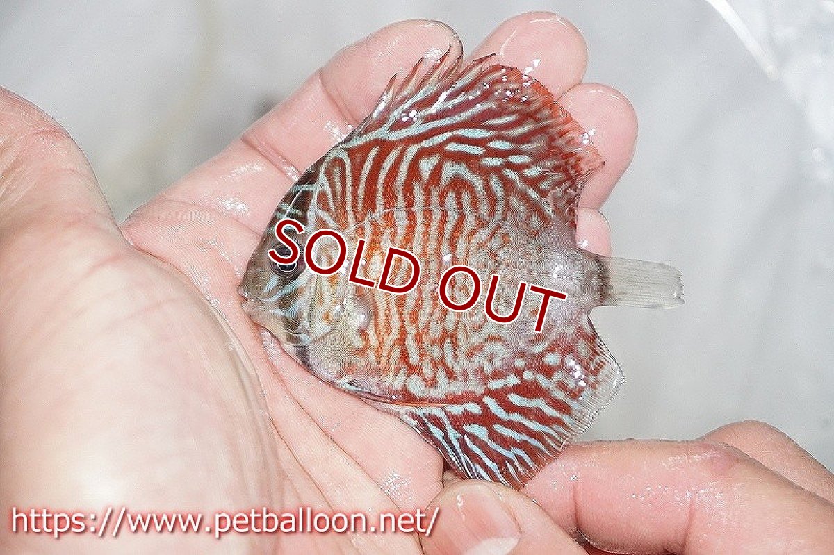 画像2: 【ディスカス】ハイボディタイガー【３匹】【サンプル画像】5-6cm（生体）ペナン　ブリーダーTAN CHEE LOK (2)