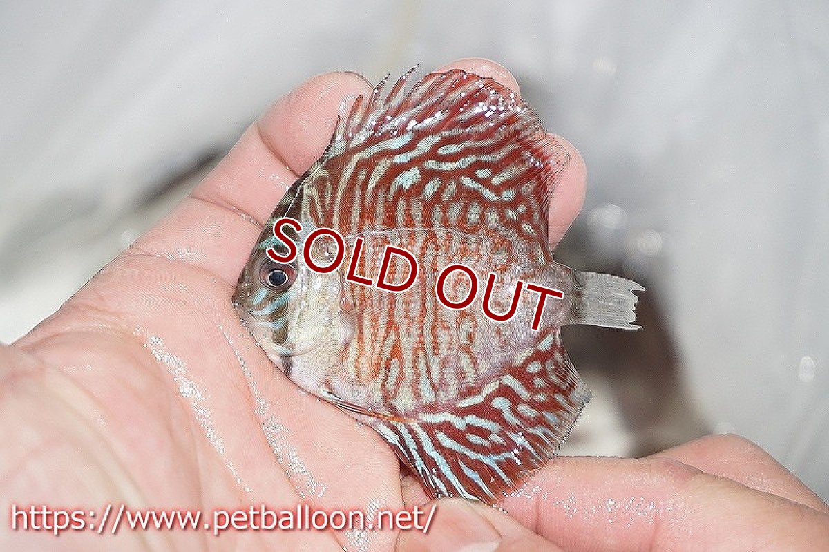 画像3: 【ディスカス】ハイボディタイガー【３匹】【サンプル画像】5-6cm（生体）ペナン　ブリーダーTAN CHEE LOK (3)