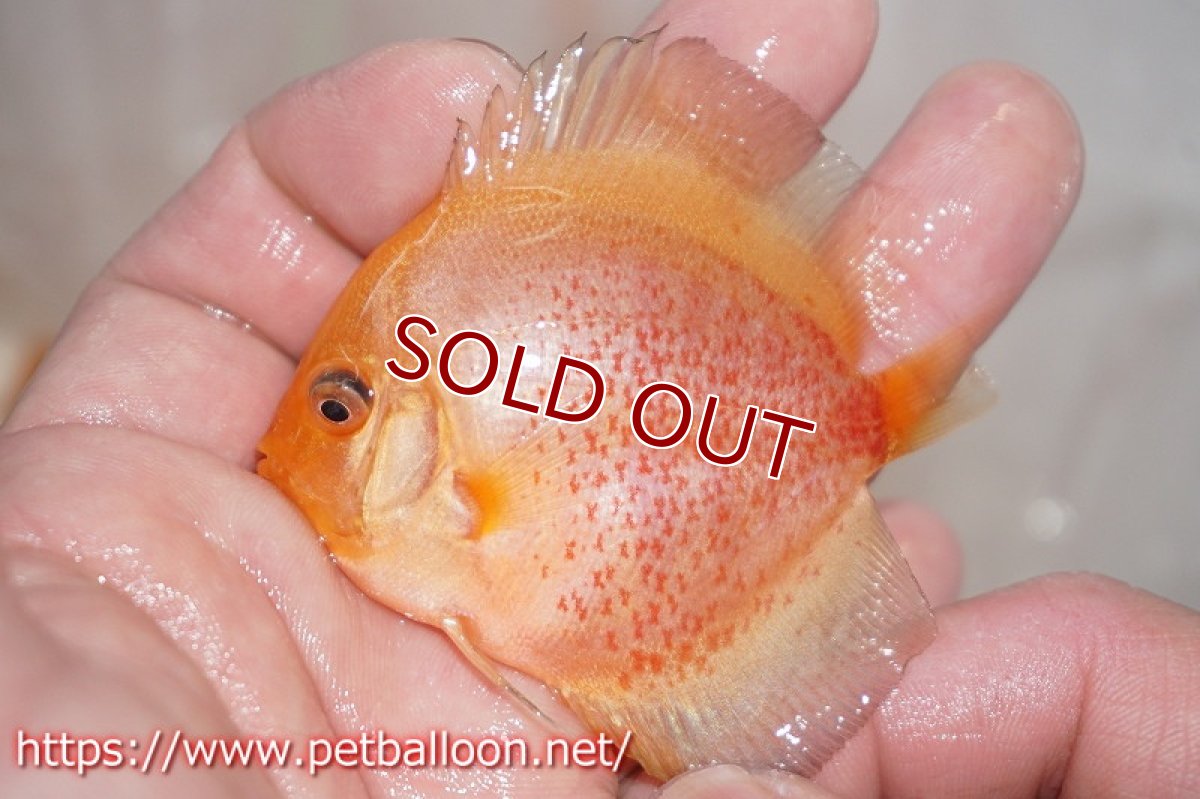 画像2: 【ディスカス】スノーレオパード【１匹】【サンプル画像】5-6cm（生体）ペナン　ブリーダーTAN CHEE LOK (2)