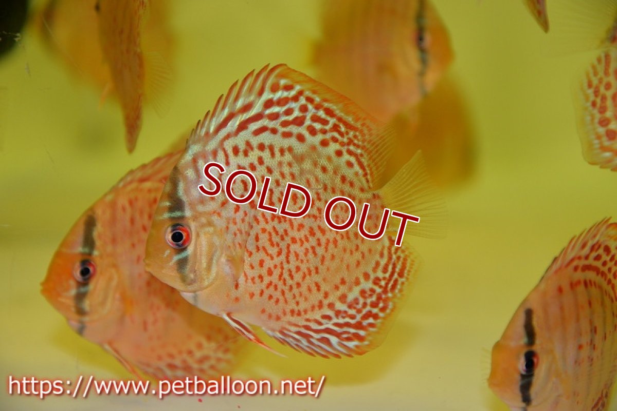 画像2: 【ディスカス】オリエンタルレオパード【１匹】【サンプル画像】5-6cm（生体）ペナン　ブリーダーTAN CHEE LOK (2)